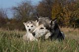 ALASKAN MALAMUTE 543